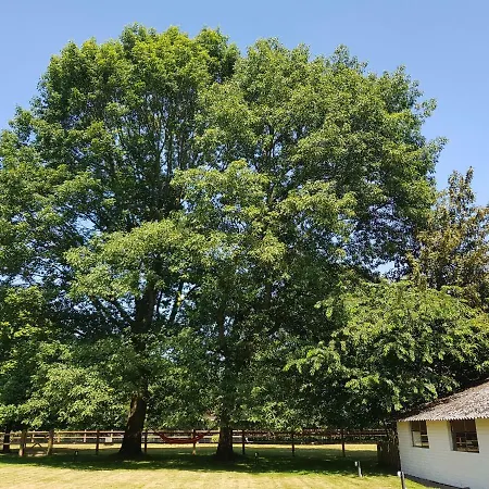 The Two Oaks - Private Garden For Guests